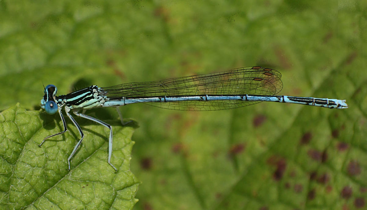 libellulina da identificare: Platycnemis pennipes